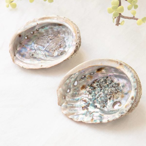 abalone shell