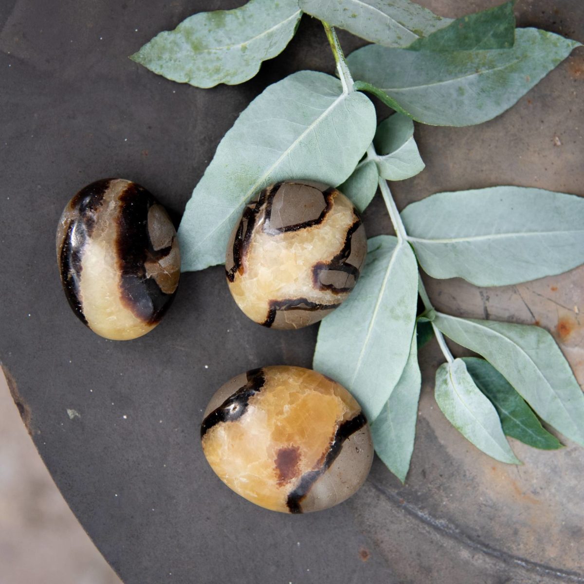 septarian nodule pebble