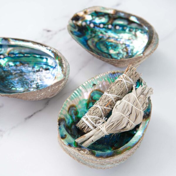 large abalone shell