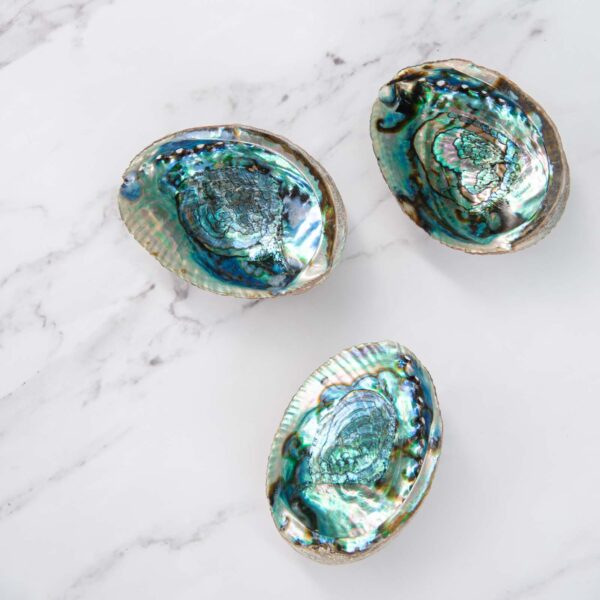 large abalone shell