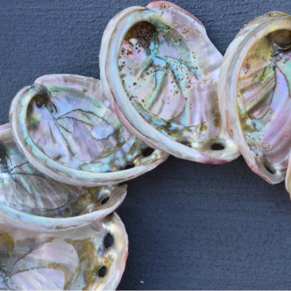 small abalone shell